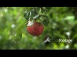 Apple to Cobweb 1 572